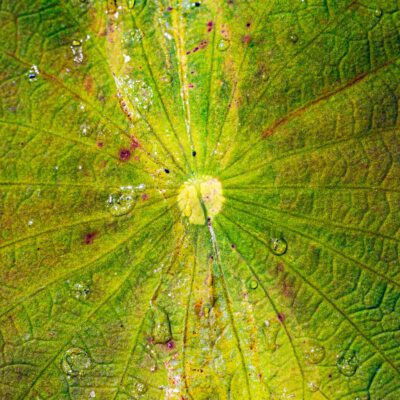 250526_BotanischerGartenDA-9216